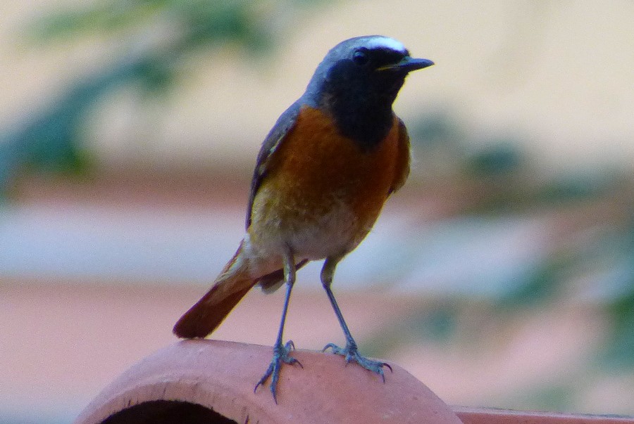 Passeraceo con la testa azzurra